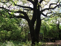 Parco_Cosentini - 20110417 057.jpg